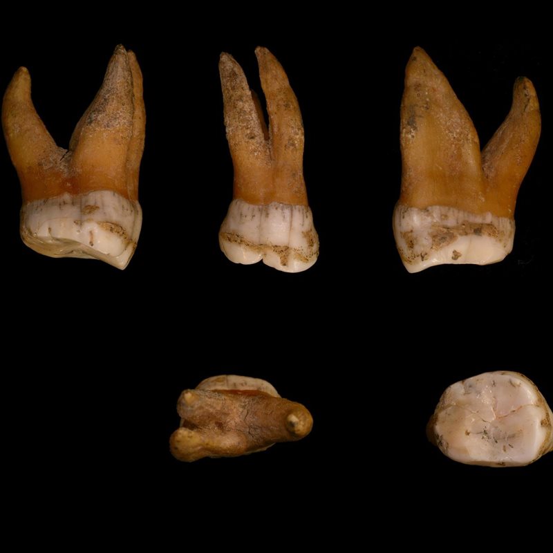 Reconstruyen la historia genética de los últimos neandertales