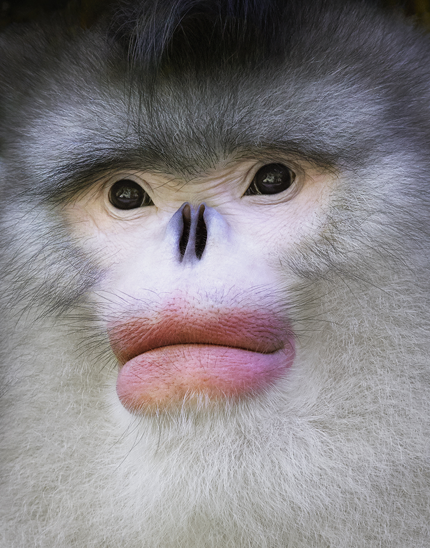Mono de nariz chata de Yunnan