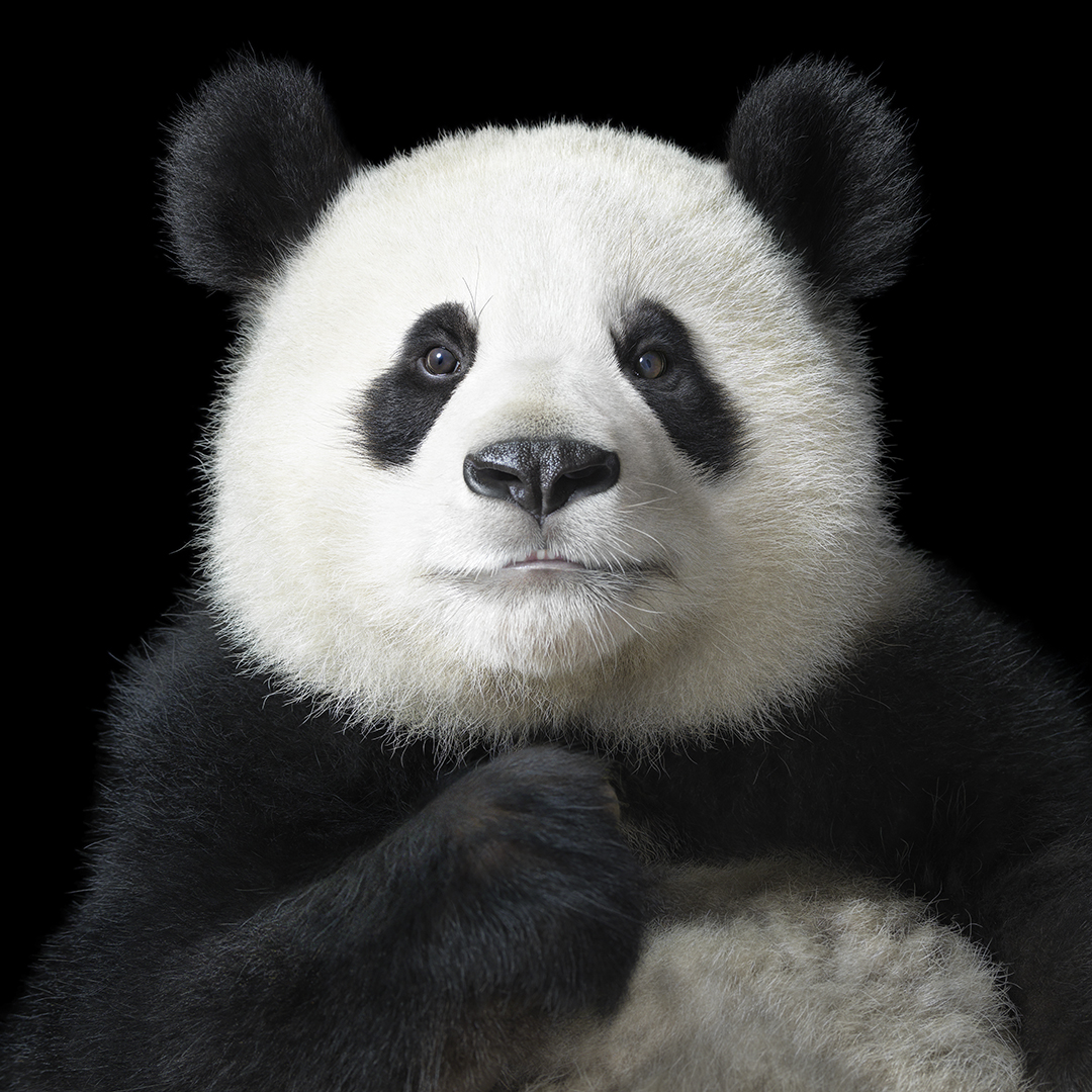 El oso panda es una de las especies más emblemáticas de China