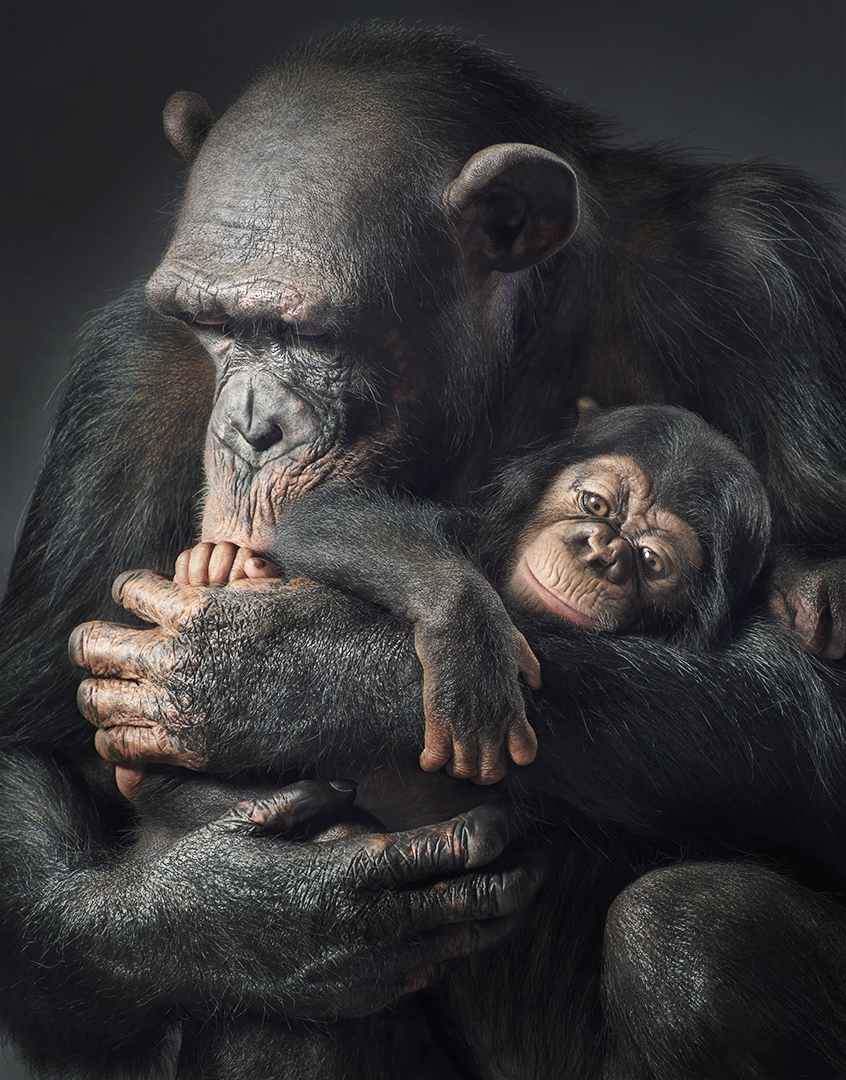 Una chimpancé con su cría