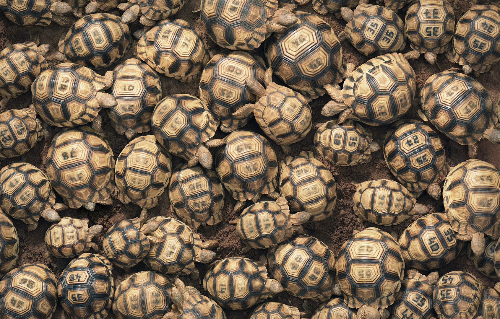 Varias tortugas en peligro de extinción