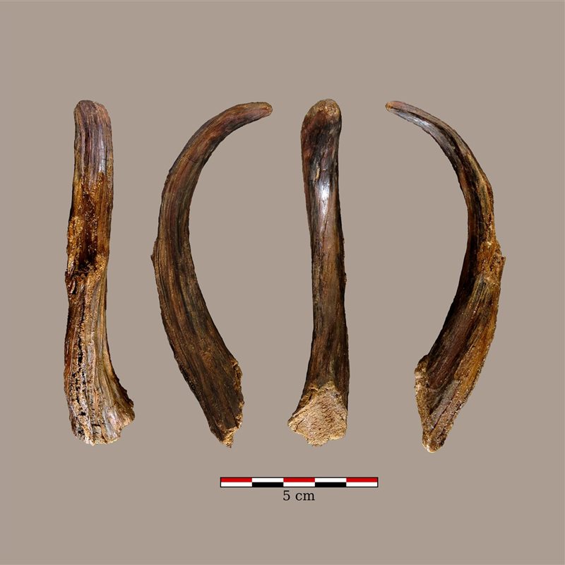 Hallan utensilios de madera de los neandertales en la costa del País Vasco
