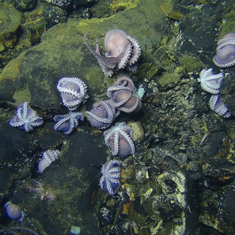 Una misteriosa agrupación de pulpos en las profundidades del océano Pacífico