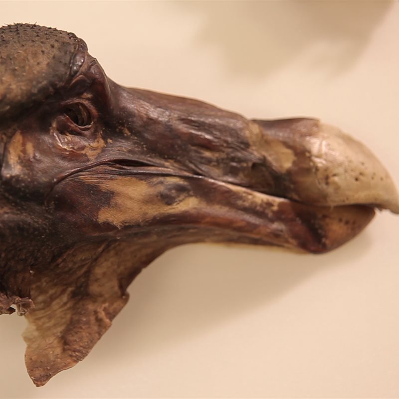 El famoso Dodo de Oxford murió de un disparo en la parte posterior de la cabeza