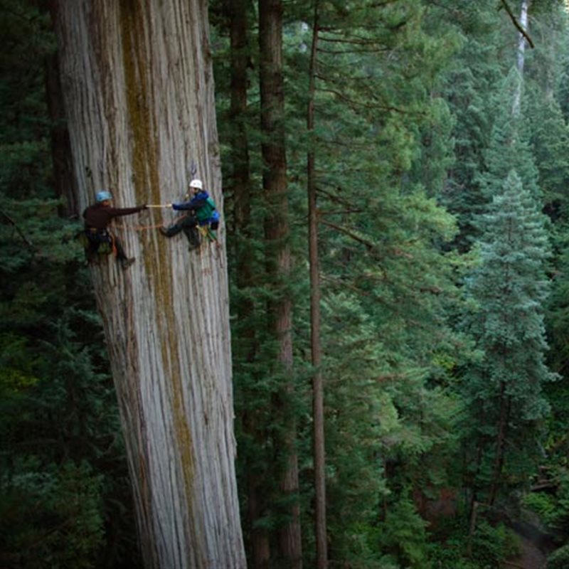Secuoyas, los árboles más grandes del mundo