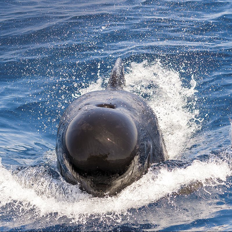 Los mejores sitios para ver cetáceos en el País Vasco