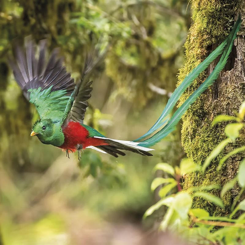 Centroamérica, el reino del Quetzal