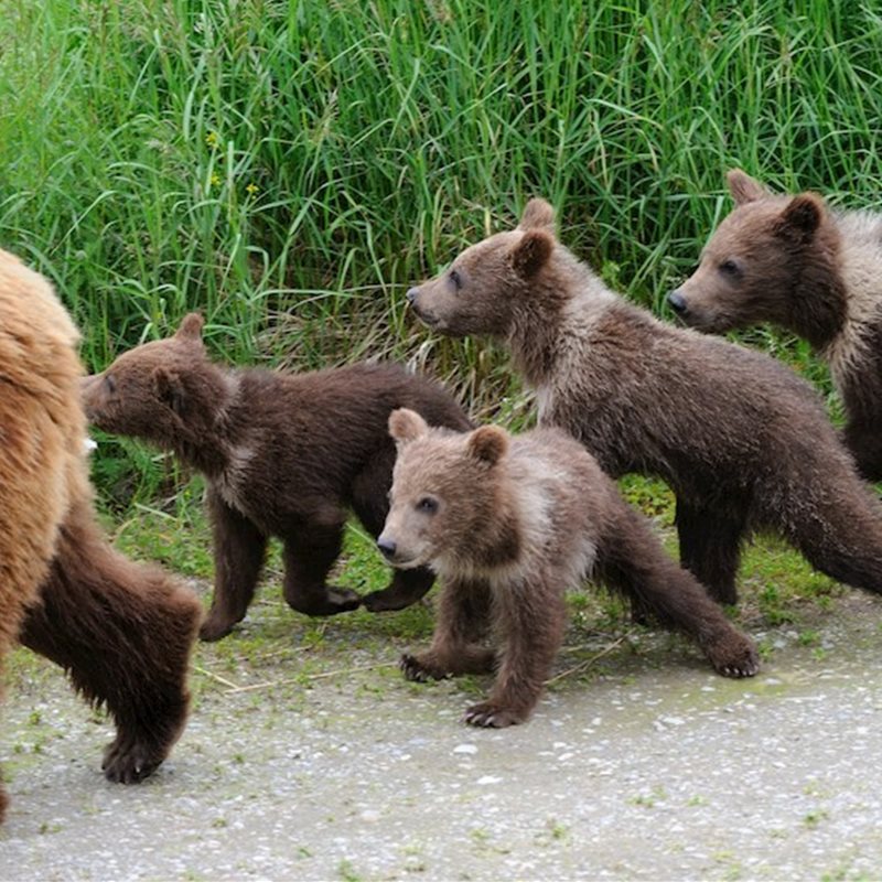 Permitida la caza de osos grizzly dentro de Yellowstone