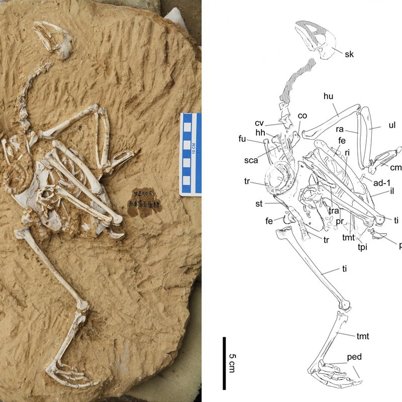 El esqueleto fosilizado de un faisán con una tráquea súper larga
