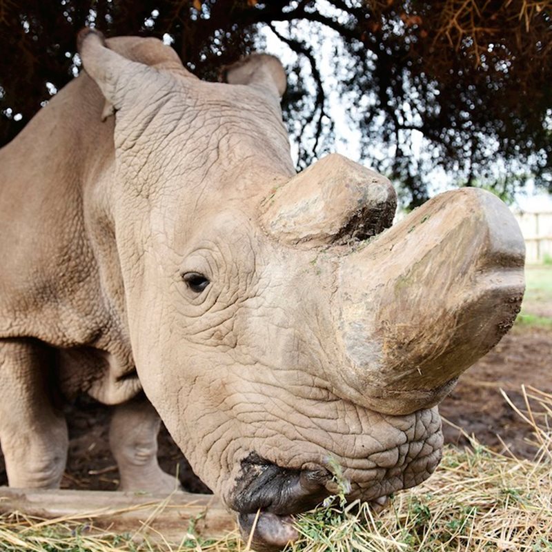 El último rinoceronte