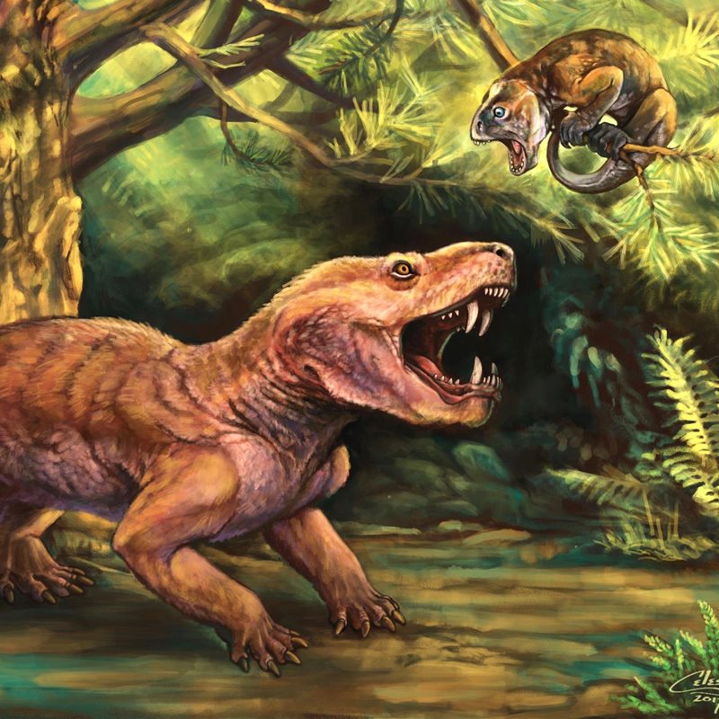 2 nuevas especies de depredadores prehistóricos con dientes de sable