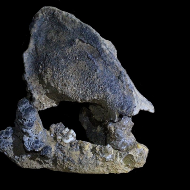 El fósil de un panda de hace 22.000 años pertenece a un linaje desconocido