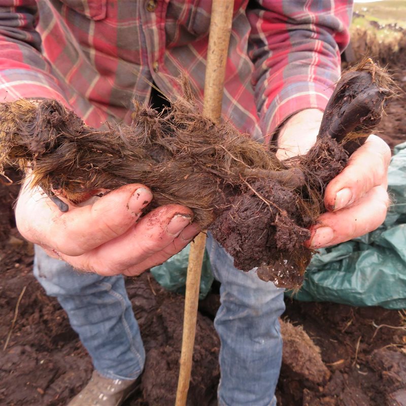 Hallados los restos de un antiguo lobo (o de un perro) en una turbera de Escocia