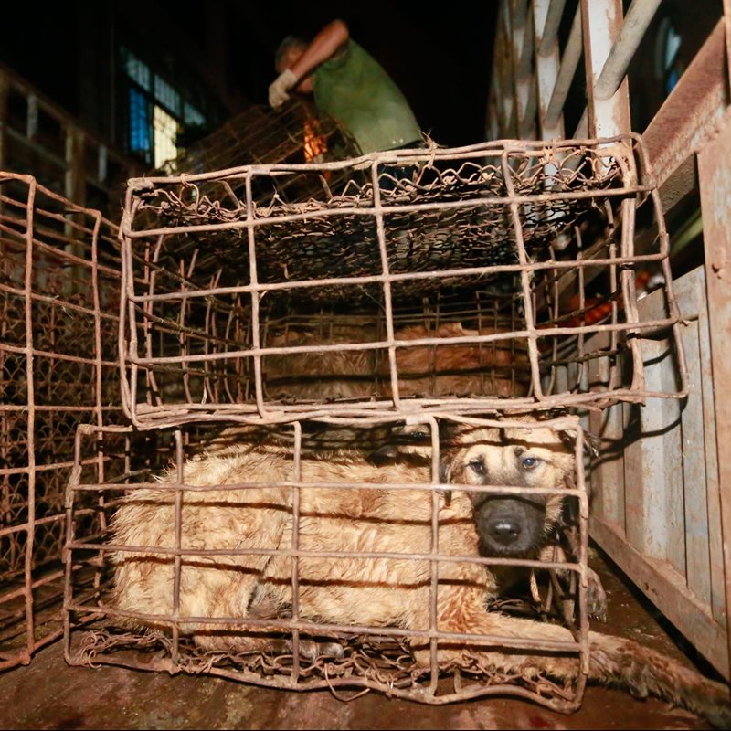 Polémica por el consumo de carne de perro en el festival de Yulin, China