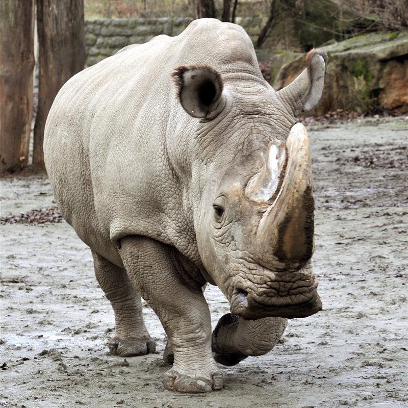 Crean embriones híbridos para intentar recuperar al rinoceronte blanco del norte