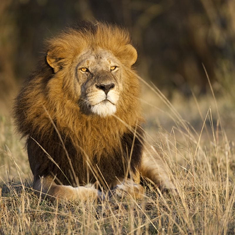 Convivir con leones en África