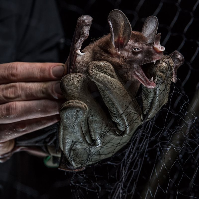 Los murciélagos carnívoros que inspiraron el mito de la creación maya