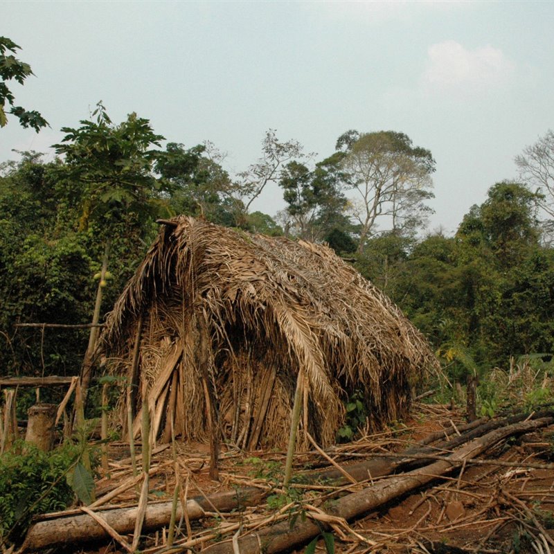 El último superviviente de una tribu vive amenazado en la selva amazónica