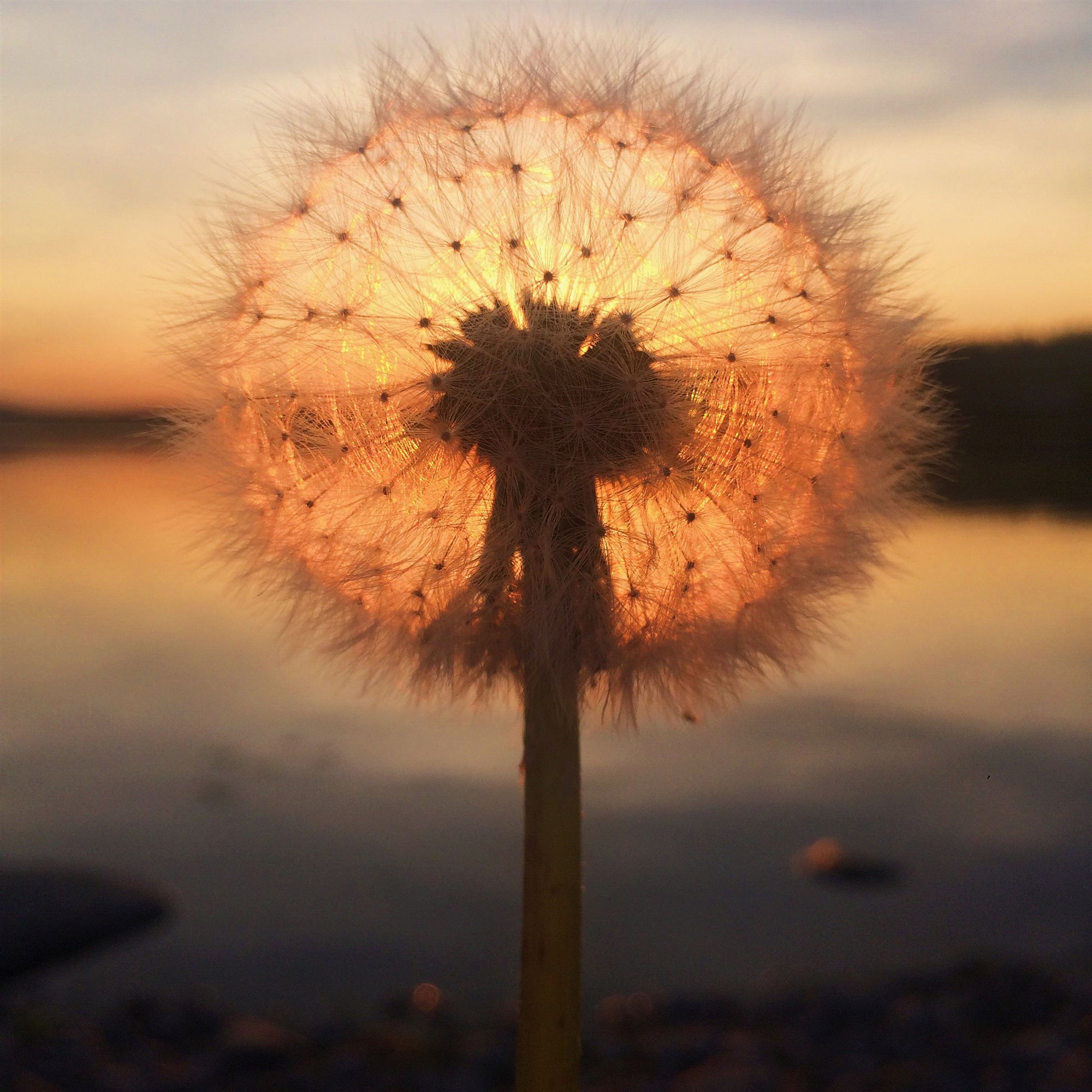 dandelion-sunset_a979e92c_2000x2000.jpg