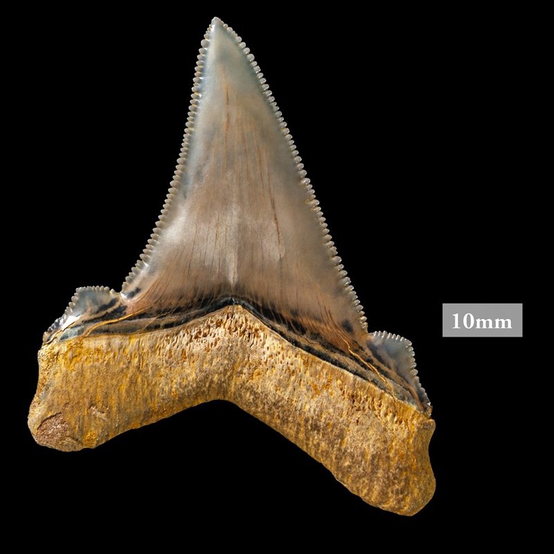 Hallazgo en la costa de Australia: los dientes de un enorme tiburón ya extinto