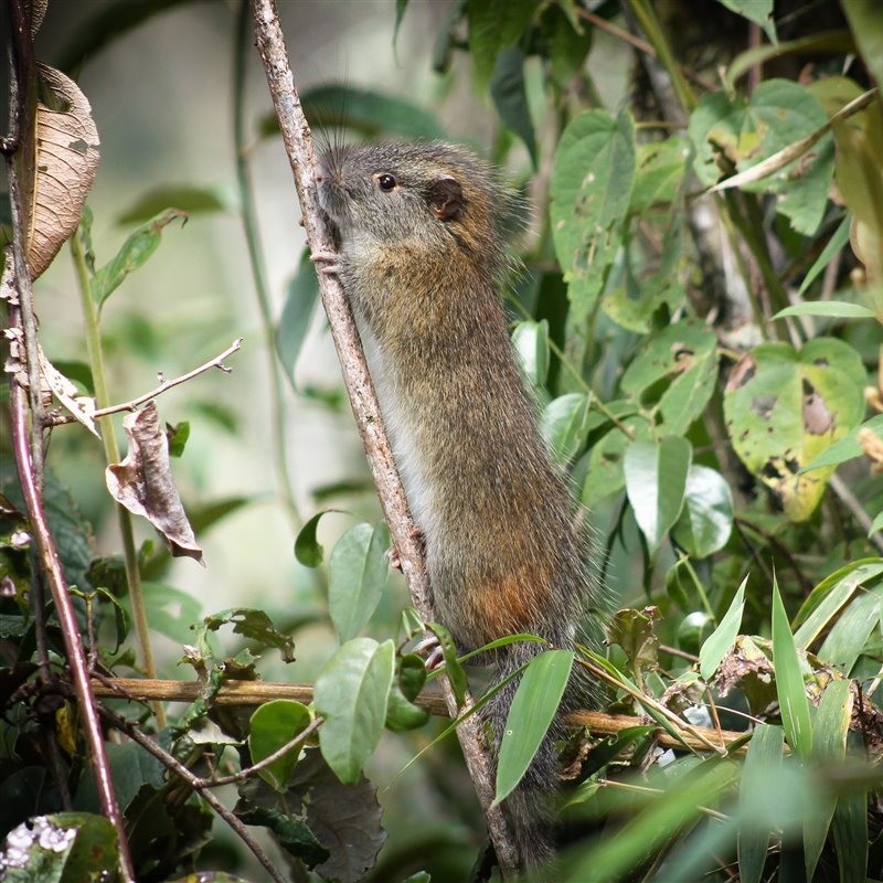 Una rara especie de roedor reaparece en el Santuario Histórico de Machu Picchu