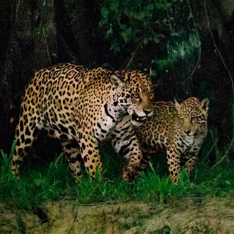 Tráfico de jaguares, los peligros que acechan a este felino