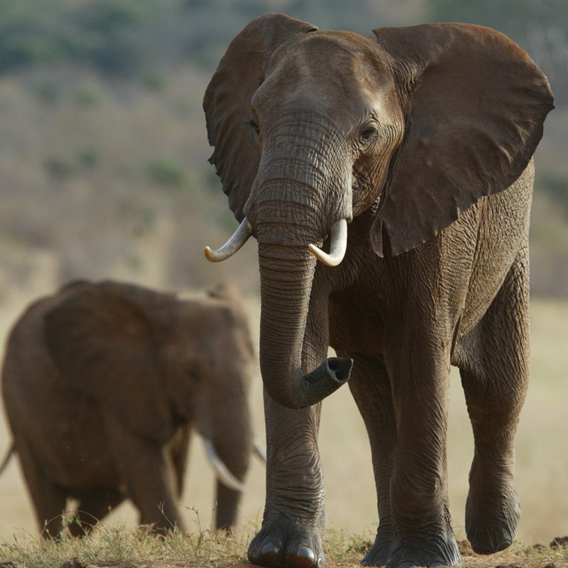Estos genes protegen del cáncer a los elefantes