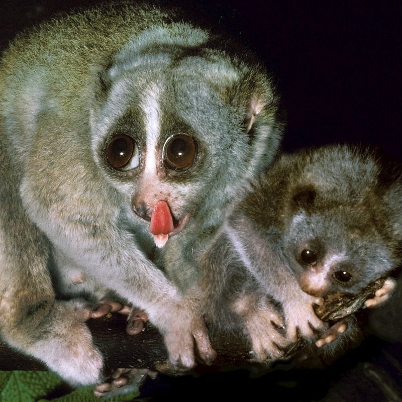 Loris, los adorables primates que no deben ser mascotas