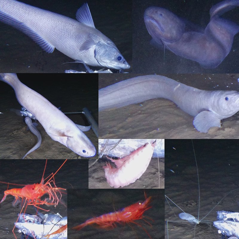3 nuevas especies de peces que viven en lo más profundo del océano Pacífico