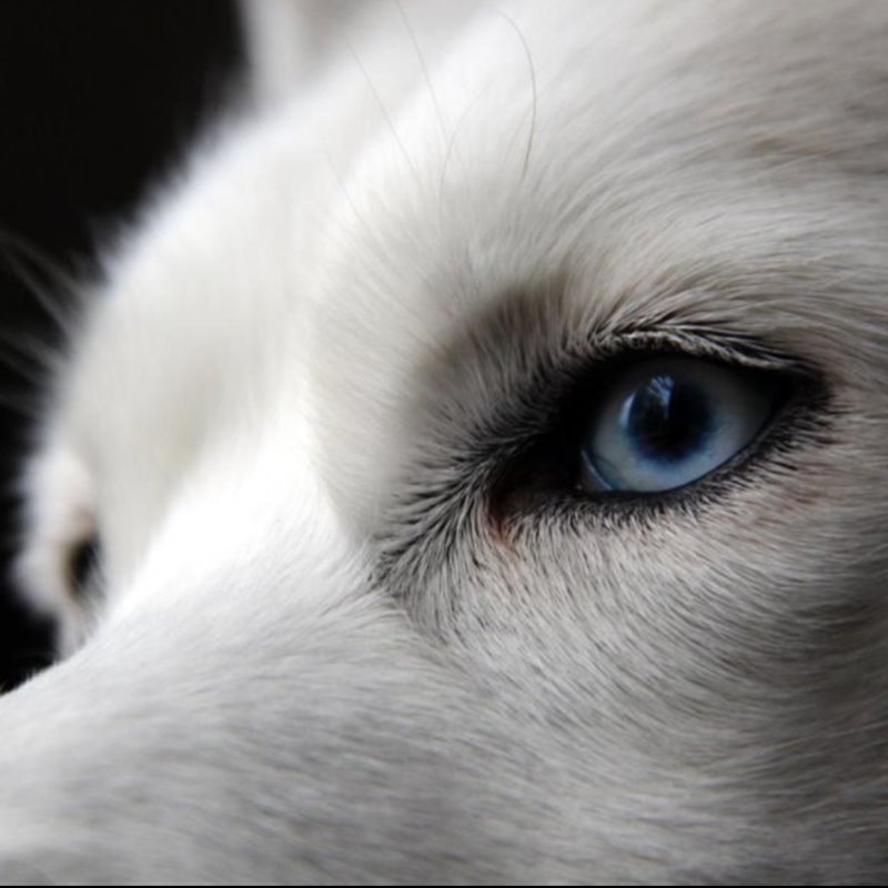 ¿Por qué los Huskies tienen los ojos azules? 