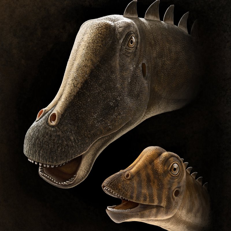 Reconstrucción del joven Diplodocus "Andrew" al lado de un adulto