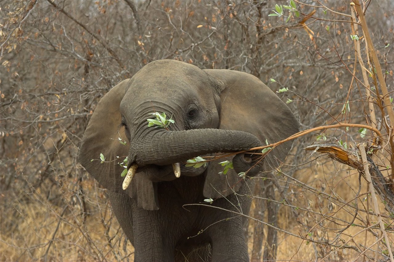 Elefante africano alimentándose de un árbol