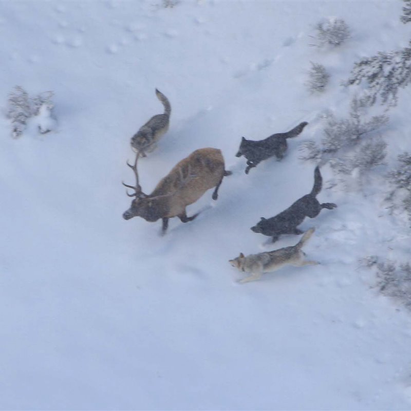 La exitosa reintroducción del lobo en el Parque Nacional de Yellowstone