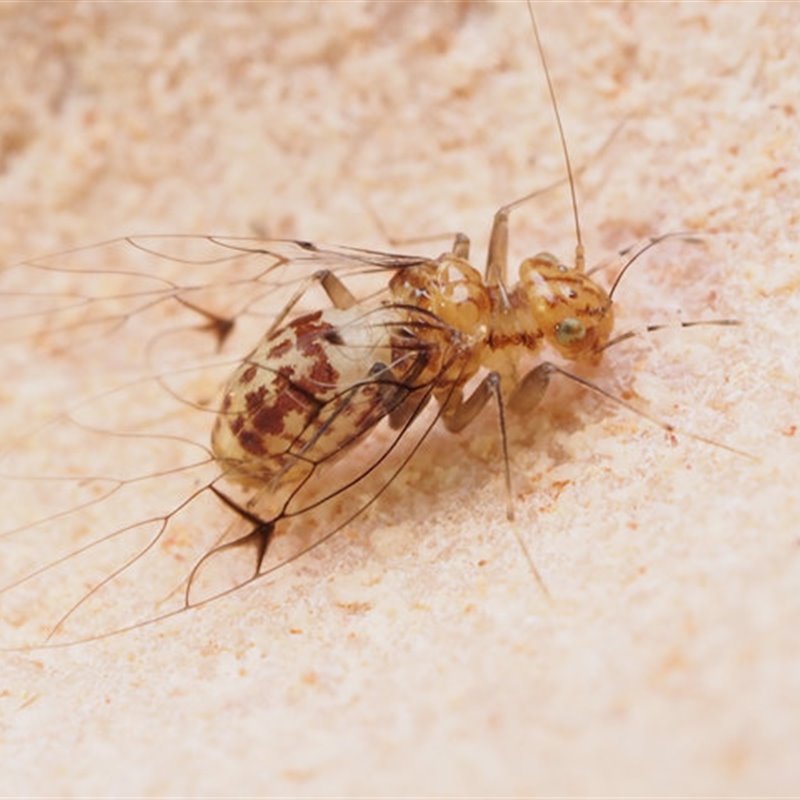 Las hembras de estos insectos tienen un curioso órgano similar a un pene