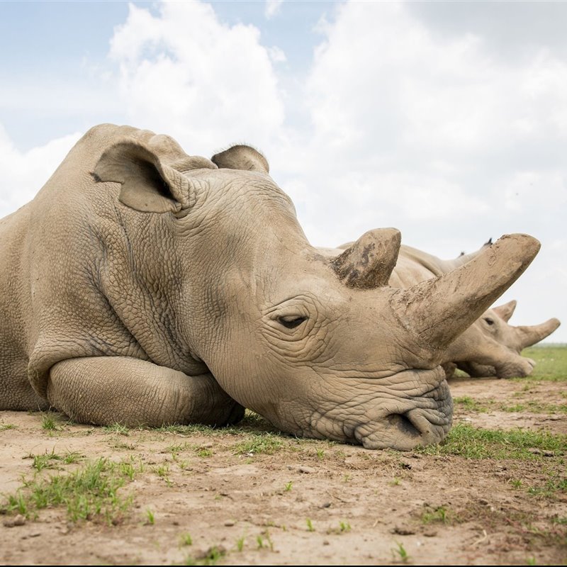 ¿Cómo salvar al rinoceronte blanco del norte? 