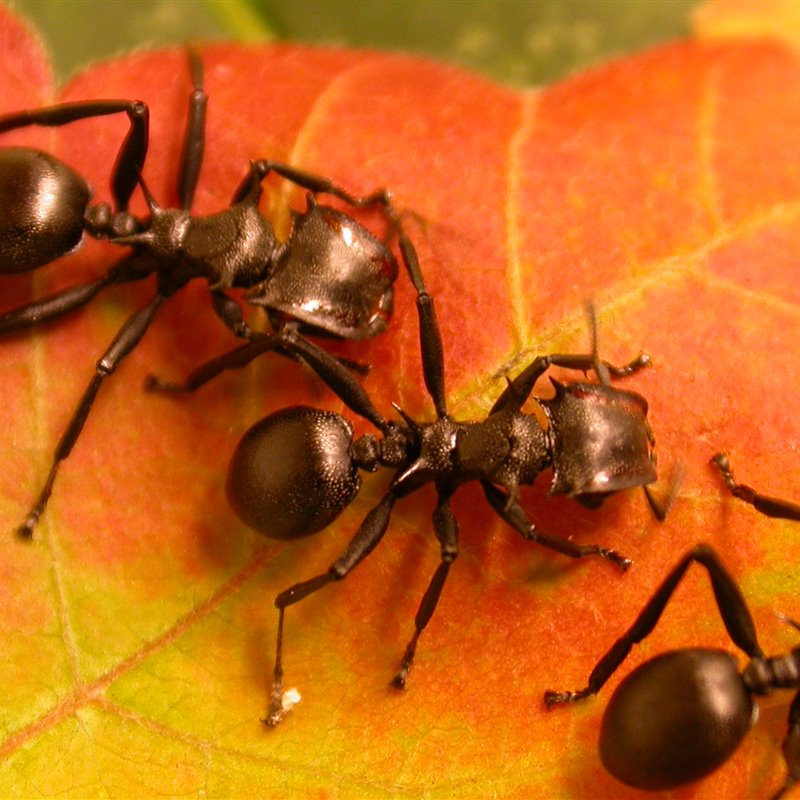 Hormigas arbóreas