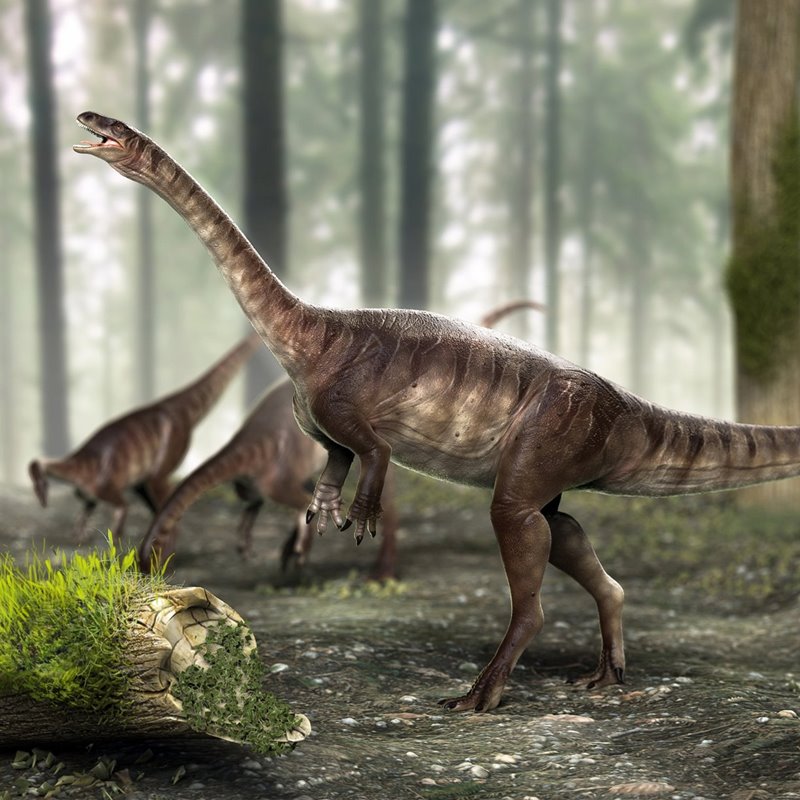 Brasil: 3 esqueletos bien conservados de un antepasado de los saurópodos