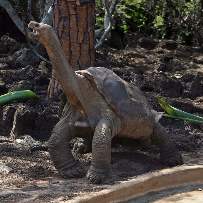 Esto explica la longevidad de las tortugas gigantes