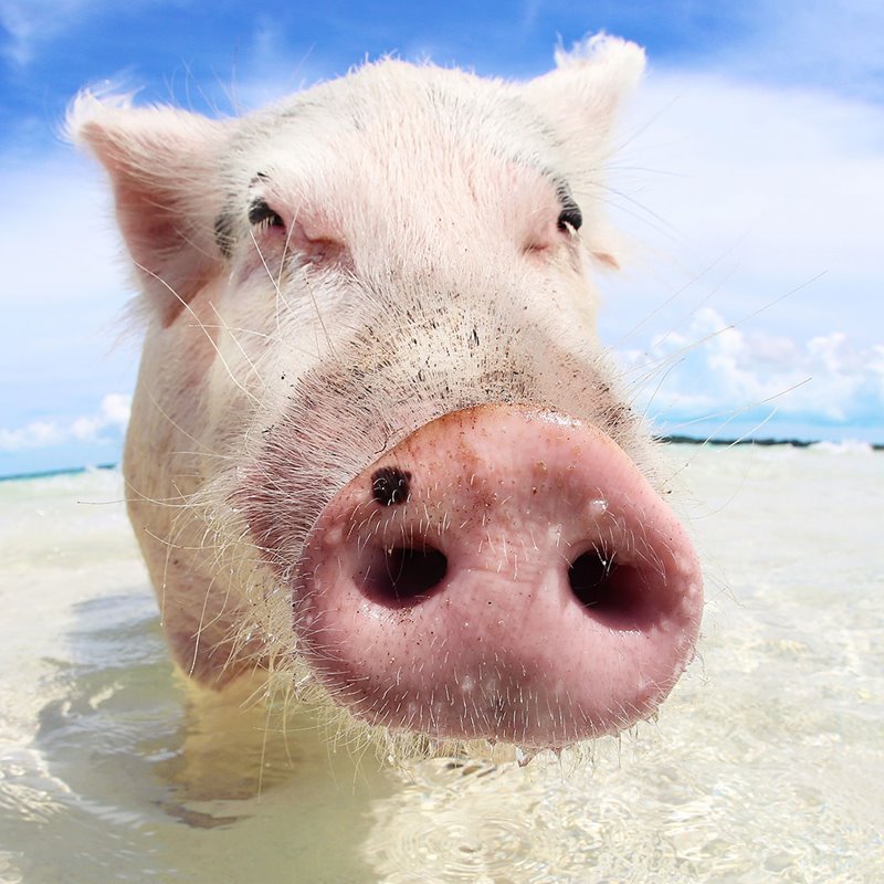 La "playa de los cerdos" en Bahamas, ¿paraíso de vacaciones?