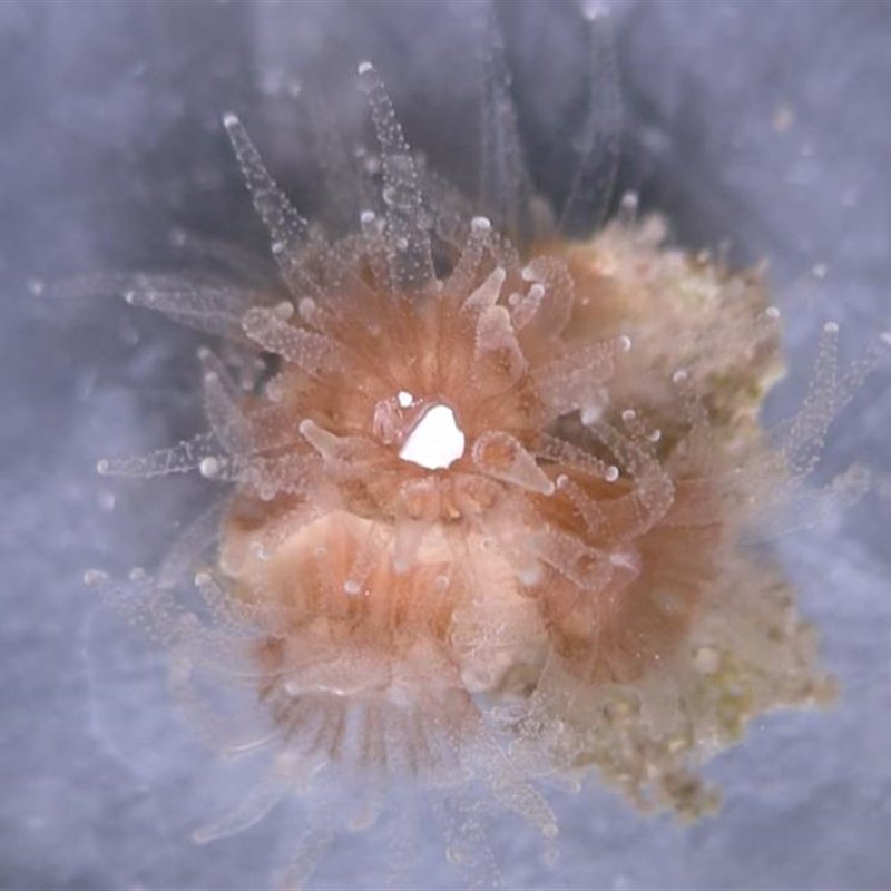 Un pólipo de coral engulle un trozo de plástico