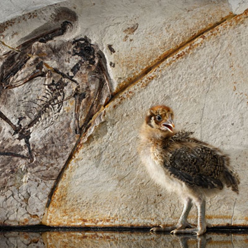 De dinosaurios a aves: la evolución de las plumas