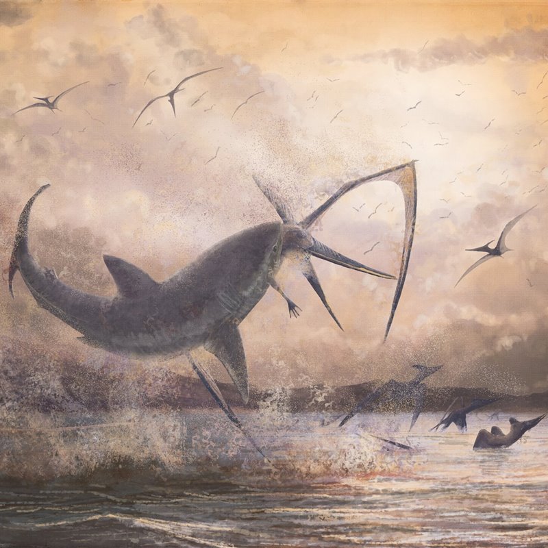 Un fósil revela la mordedura de un tiburón a un pterosaurio en el Cretácico Superior