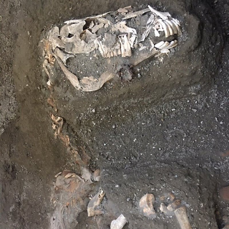 Pompeya: el esqueleto de un tercer caballo con sus ricas guarniciones militares