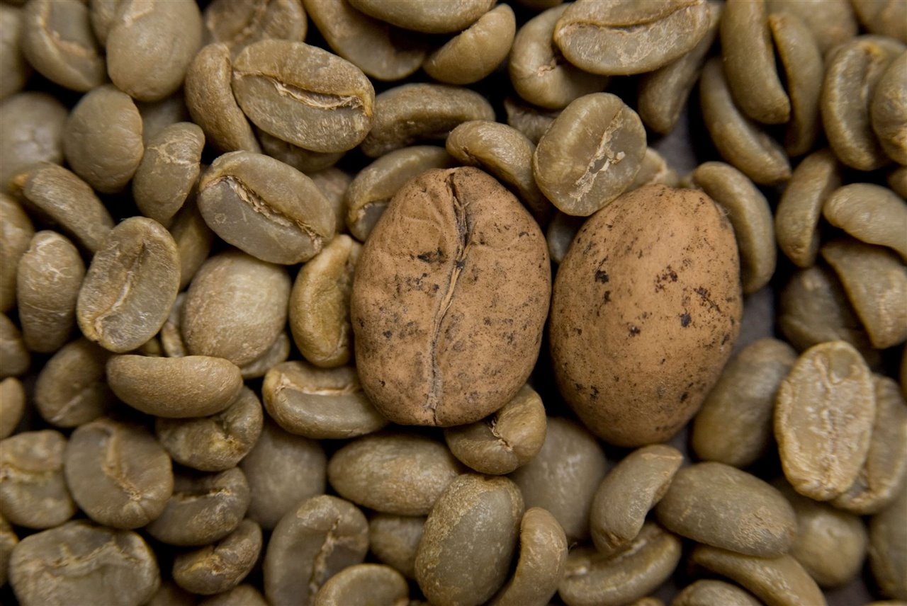 Café de la variedades Ambongo -primer plano- y  Arábica. La variedad Ambongo, nativa de Madagascar es es una de las 74 especies de café en peligro de extinción. 