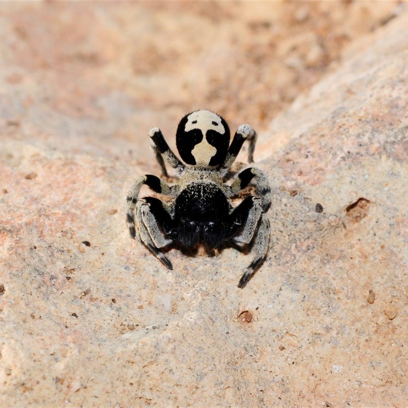 Una nueva especie de araña amenazada por los invernaderos de Almería