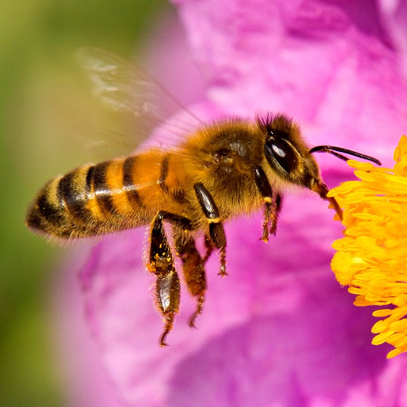 Las placas solares también pueden convertirse en un refugio para las abejas