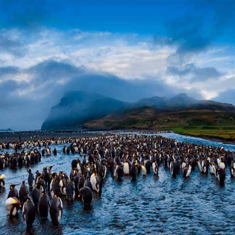 Pingüinos reales en la isla de la Posesión