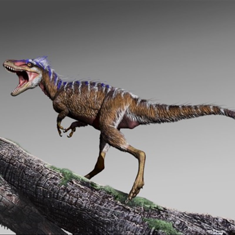 Hallado el fósil de un tiranosaurido enano