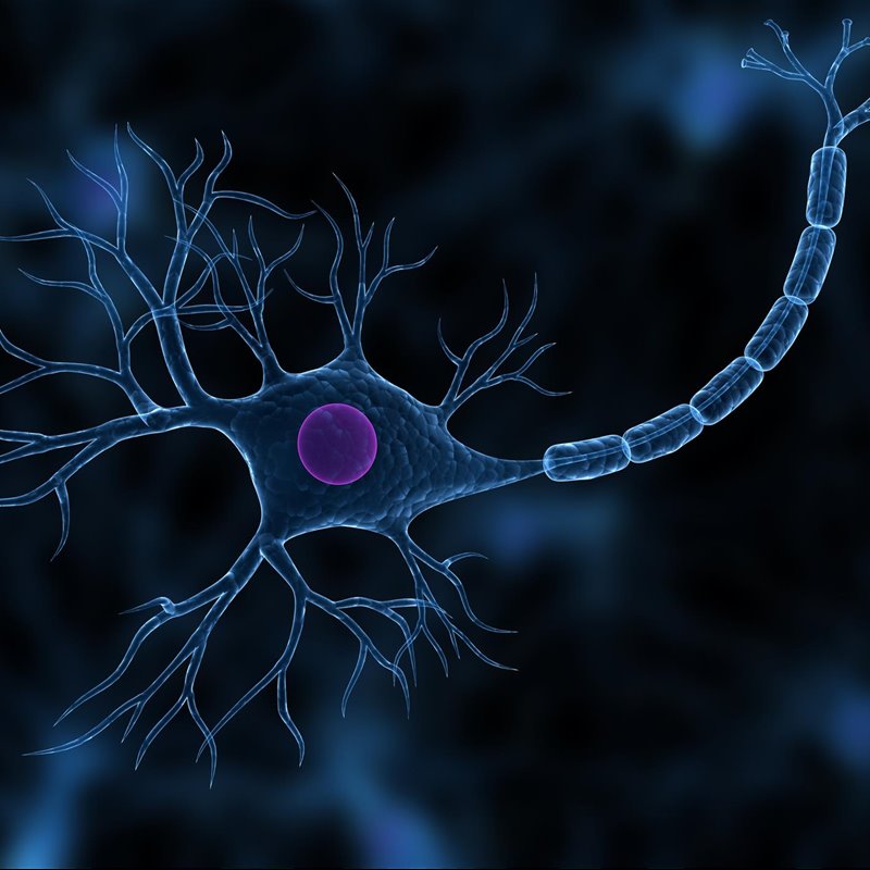 Lucha contra el Alzheimer: el cerebro crea neuronas hasta los 90 años