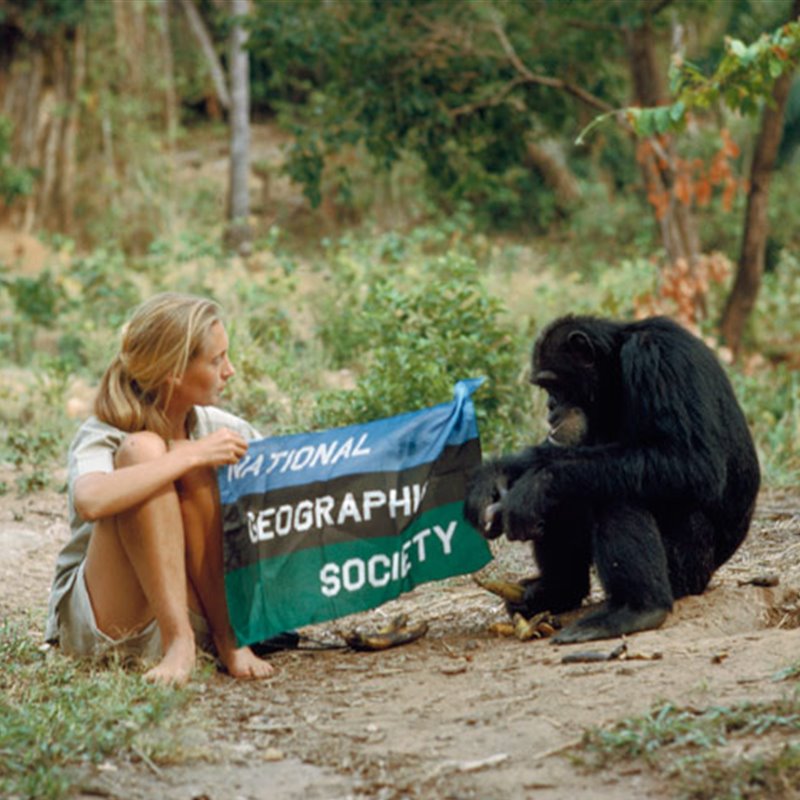 Jane Goodall, una vida dedicada a los chimpancés